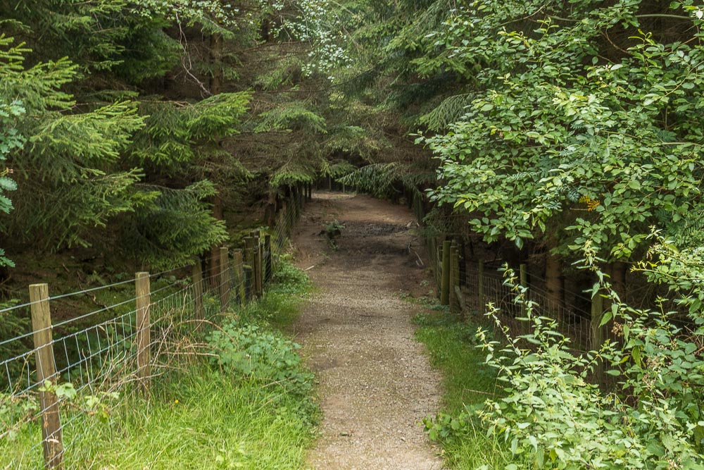 Highlow Wood Highlow Wood